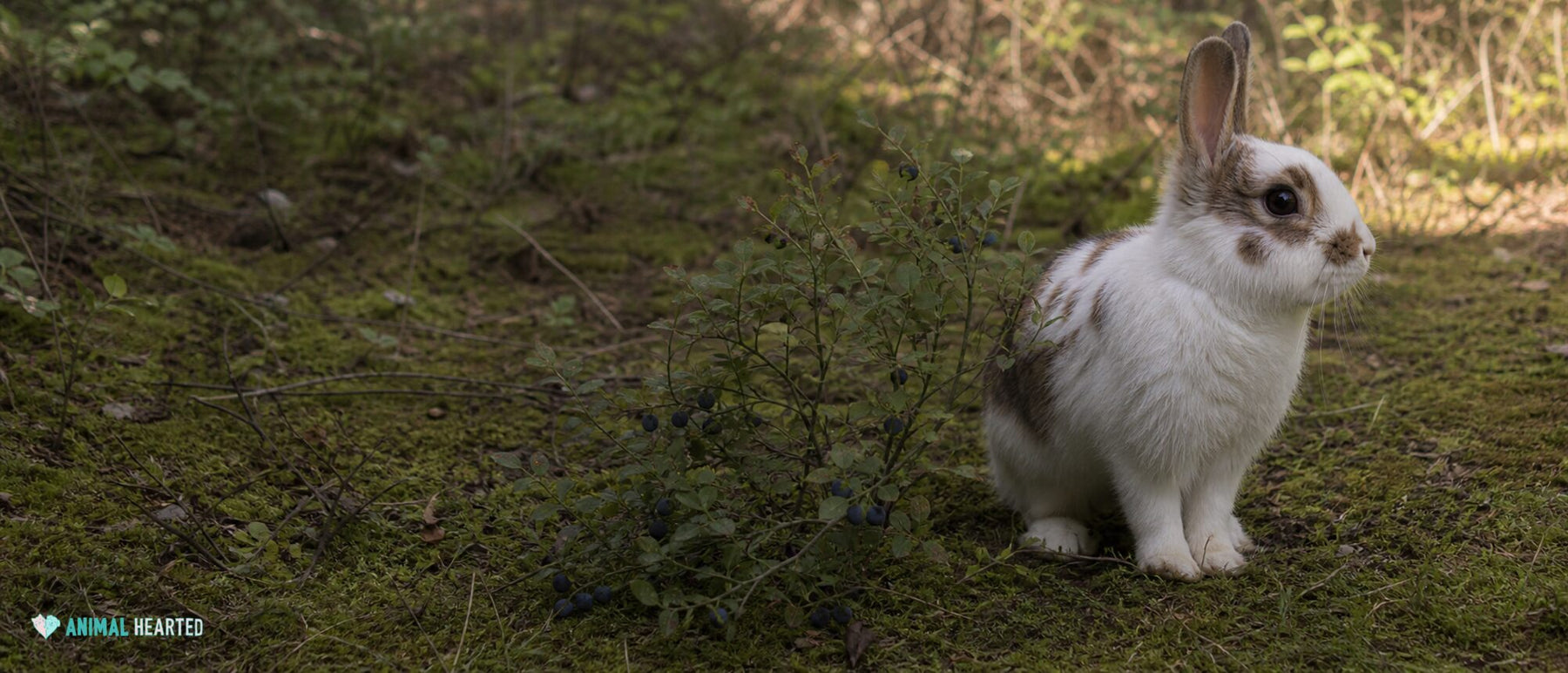 small white-and-brown domestic rabbit beside a low wild blueberry bush in a damp woodland clearing