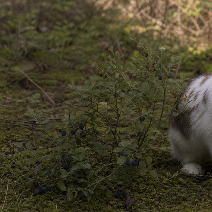 small white-and-brown domestic rabbit beside a low wild blueberry bush in a damp woodland clearing