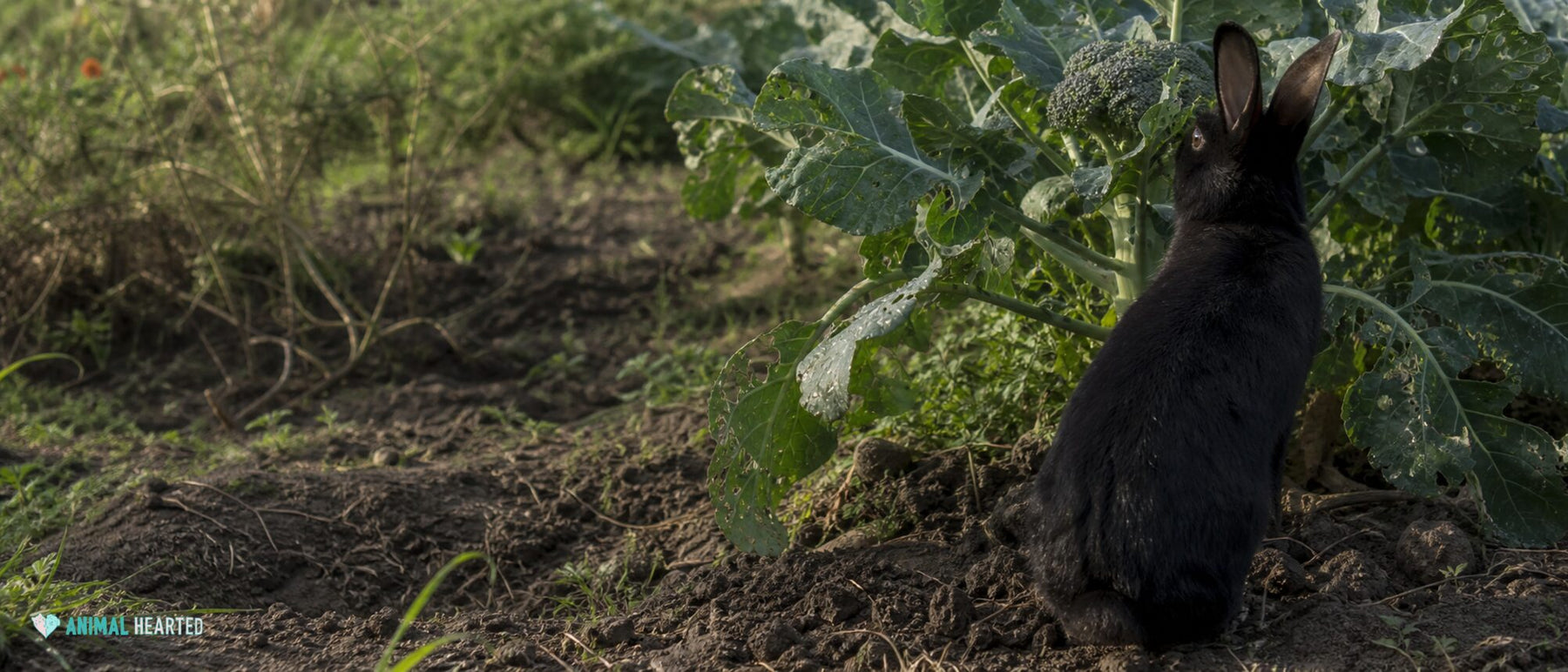 an alert black domestic rabbit in a rough vegetable patch beside a mature broccoli plant