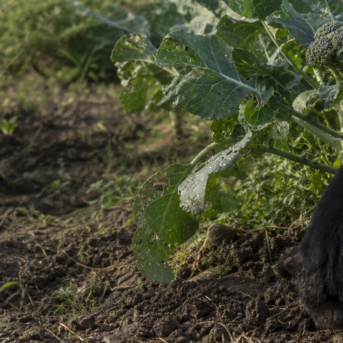 an alert black domestic rabbit in a rough vegetable patch beside a mature broccoli plant