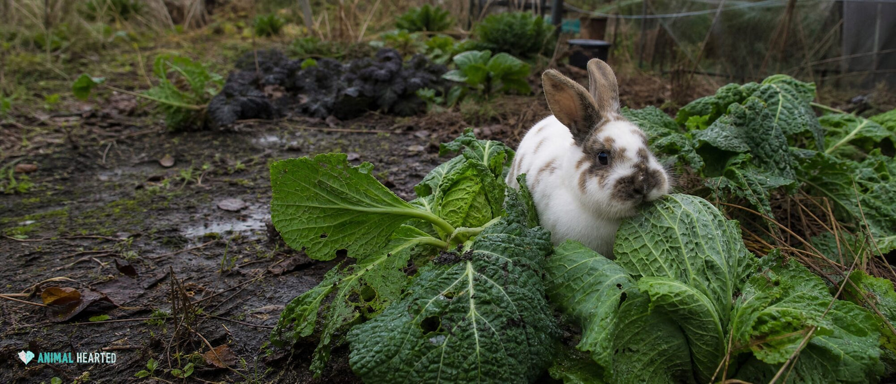 broken-pattern domestic rabbit moving between broad savoy cabbage leaves in an untidy allotment after rain