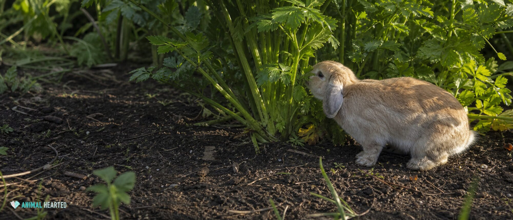 sandy lop rabbit exploring a dense patch of leafy celery plants in dark garden soil
