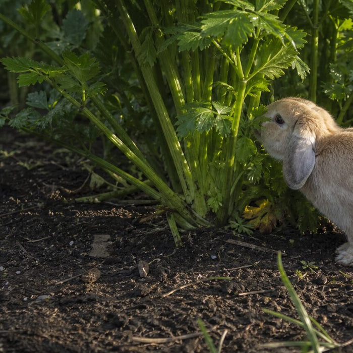 sandy lop rabbit exploring a dense patch of leafy celery plants in dark garden soil