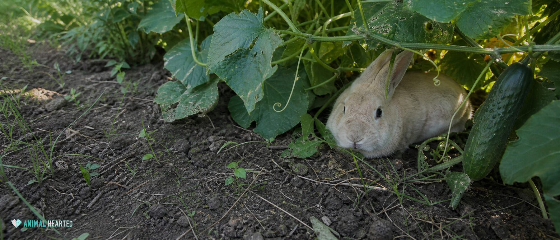 cream-colored domestic rabbit tucked beneath sprawling cucumber vines in a shaded garden bed