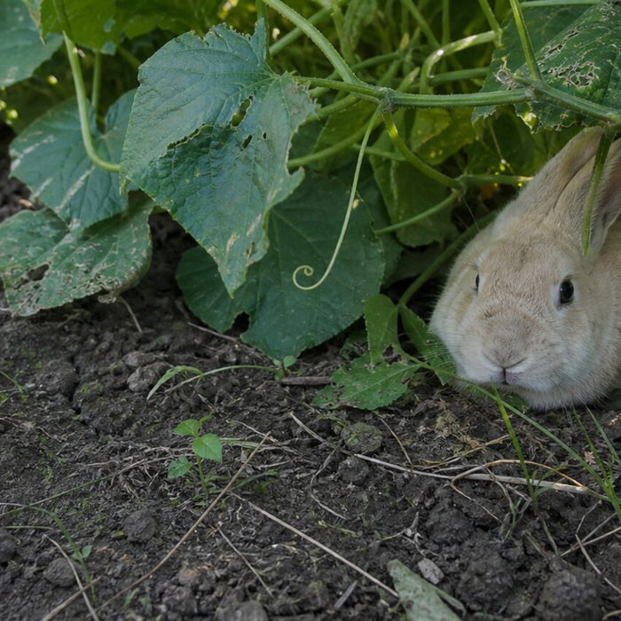 cream-colored domestic rabbit tucked beneath sprawling cucumber vines in a shaded garden bed