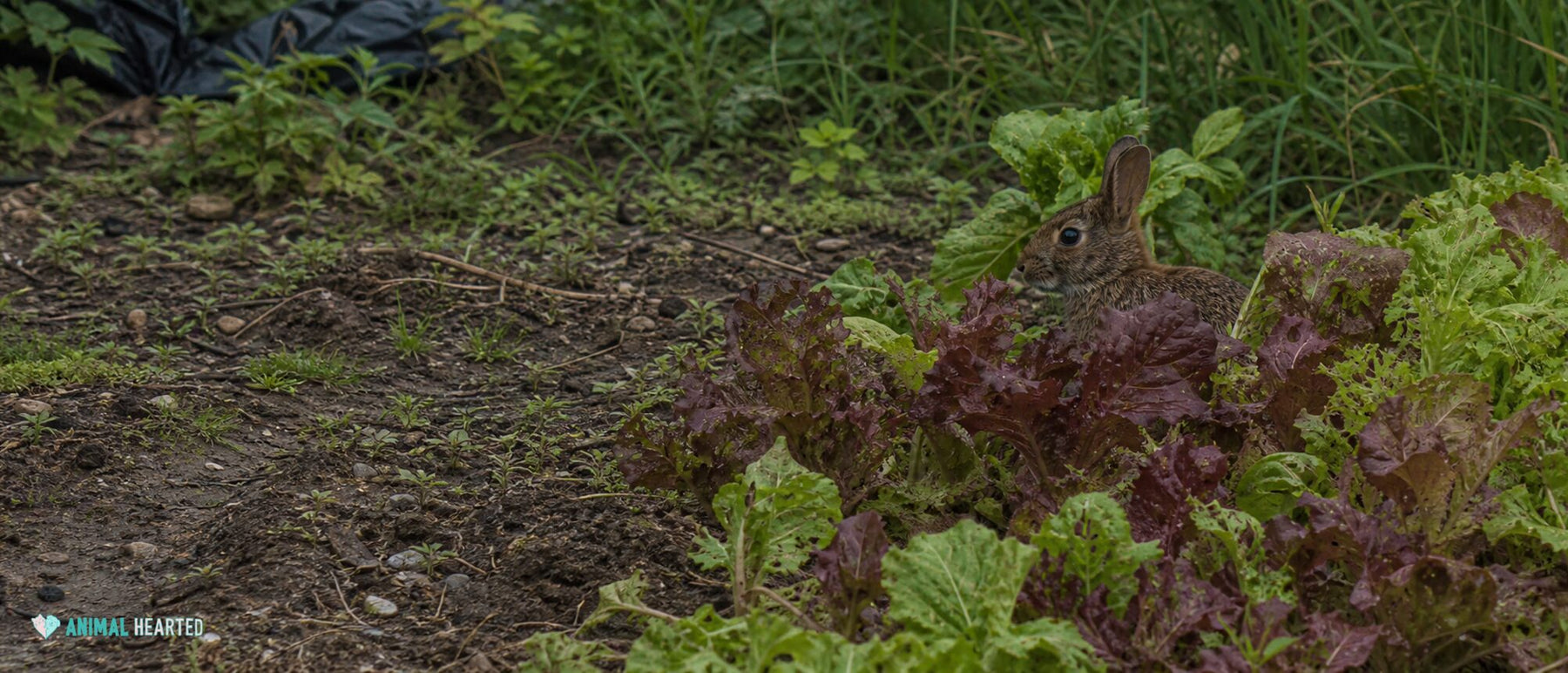 small agouti rabbit partly hidden among loose red-leaf and romaine lettuce in a weathered garden row