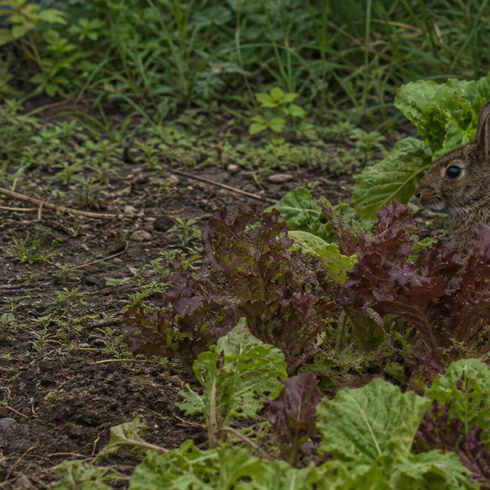 small agouti rabbit partly hidden among loose red-leaf and romaine lettuce in a weathered garden row