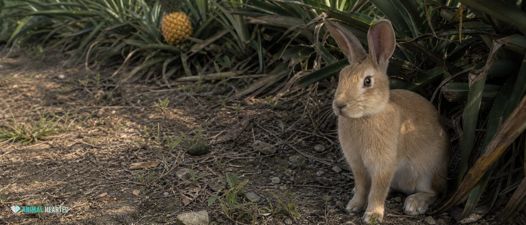 tan domestic rabbit at the shaded edge of a pineapple field