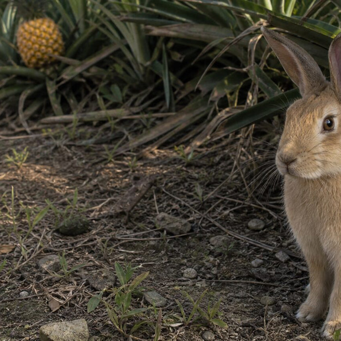 tan domestic rabbit at the shaded edge of a pineapple field