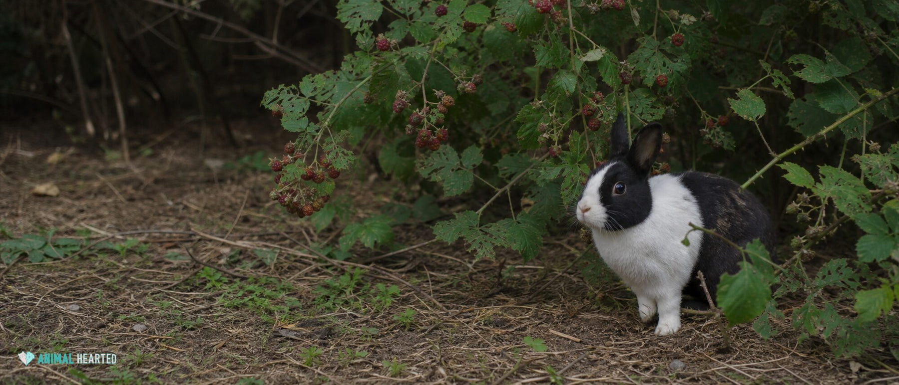 black-and-white domestic rabbit beneath arching wild raspberry canes at a woodland edge
