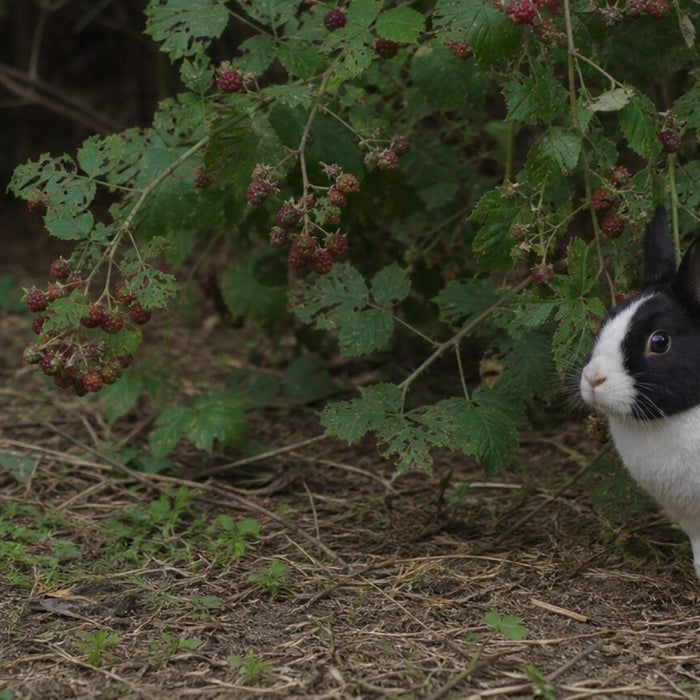black-and-white domestic rabbit beneath arching wild raspberry canes at a woodland edge