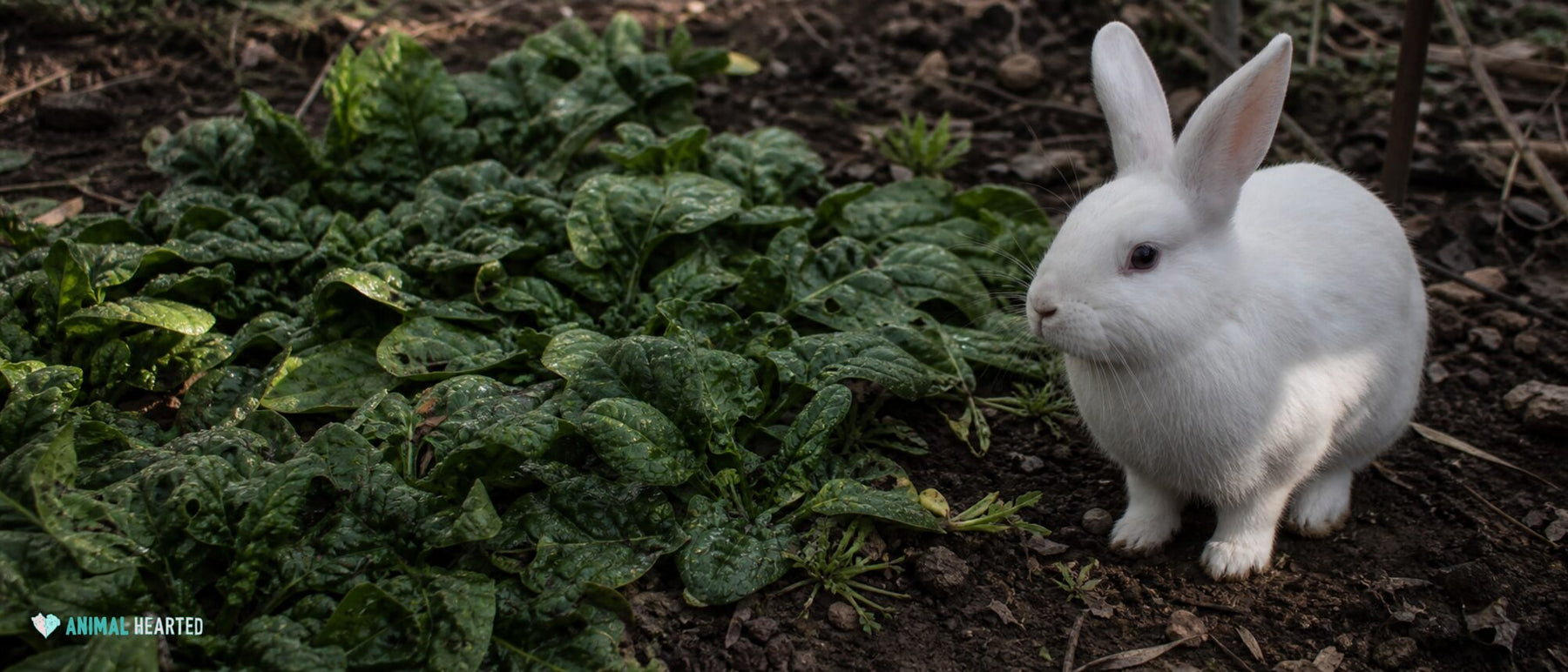 compact white rabbit at the edge of a rough spinach bed after light rain