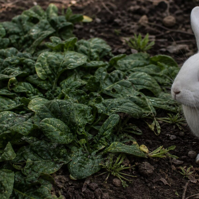 compact white rabbit at the edge of a rough spinach bed after light rain
