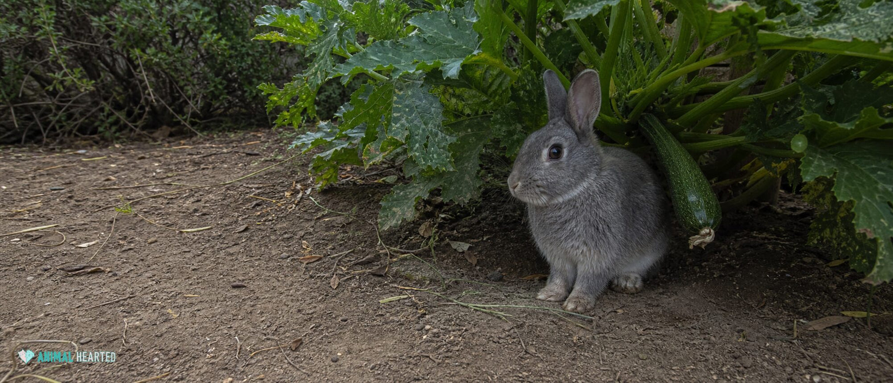 gray domestic rabbit beneath broad zucchini leaves in a backyard garden