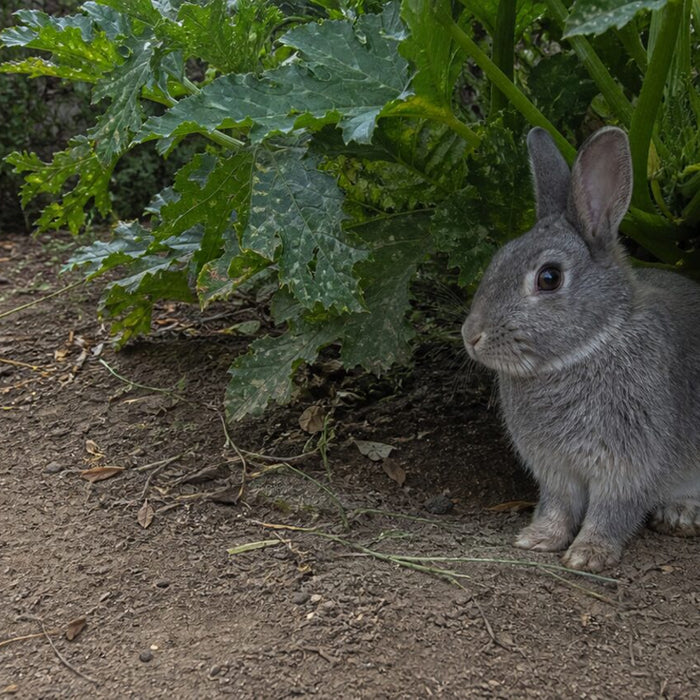 gray domestic rabbit beneath broad zucchini leaves in a backyard garden