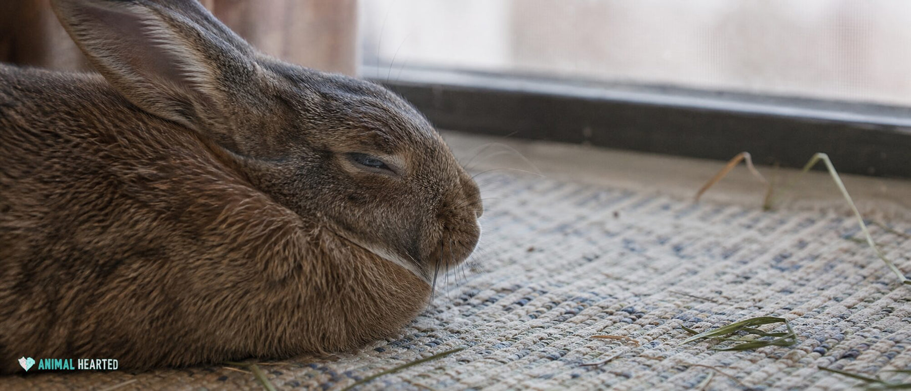 Do Rabbits Blink