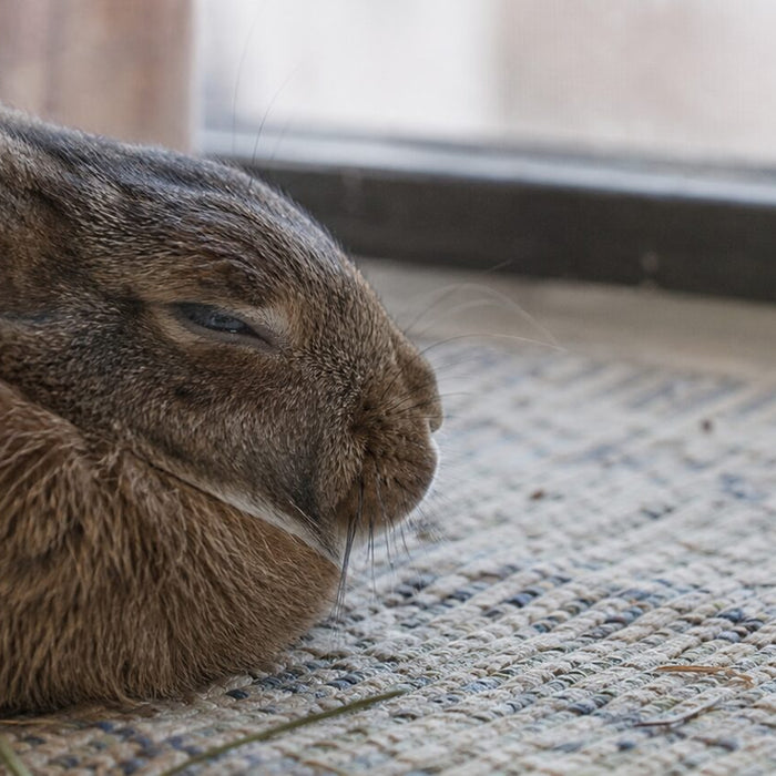 Do Rabbits Blink
