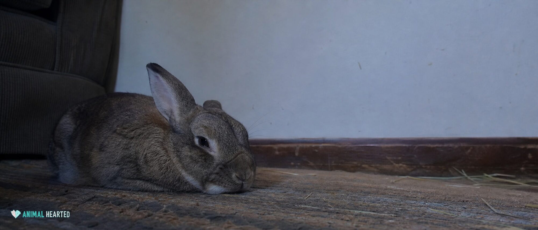 Do Rabbits Sleep with Their Eyes Open