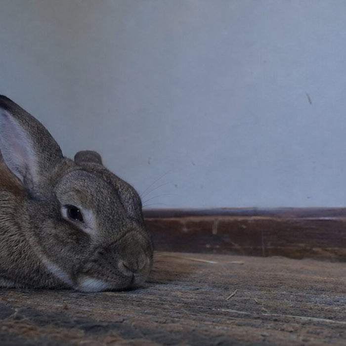 Do Rabbits Sleep with Their Eyes Open