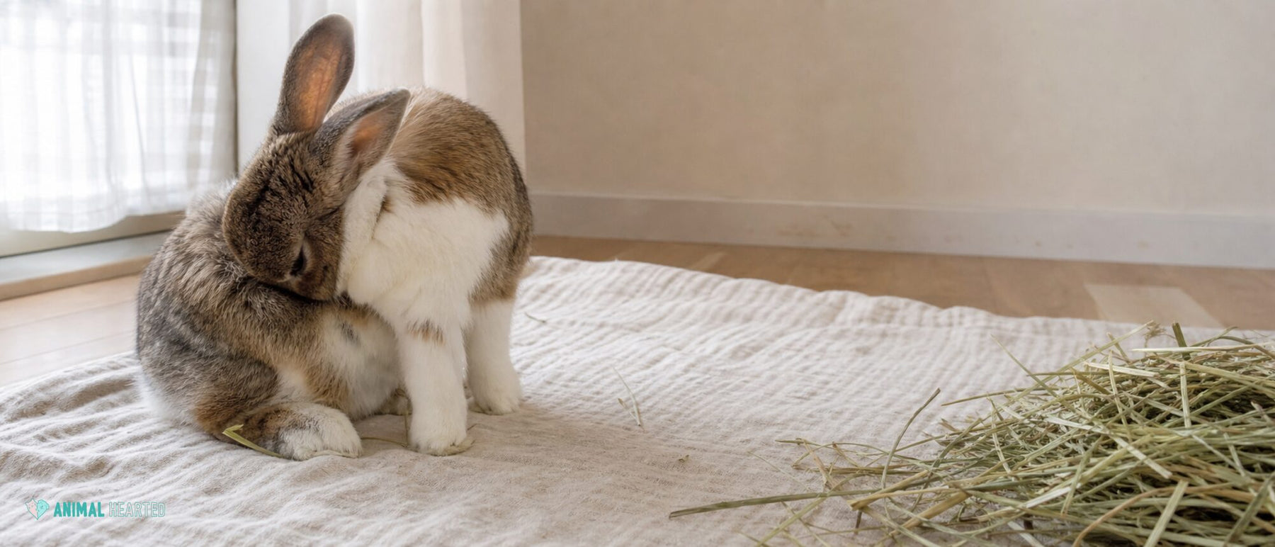 Do Rabbits Smell