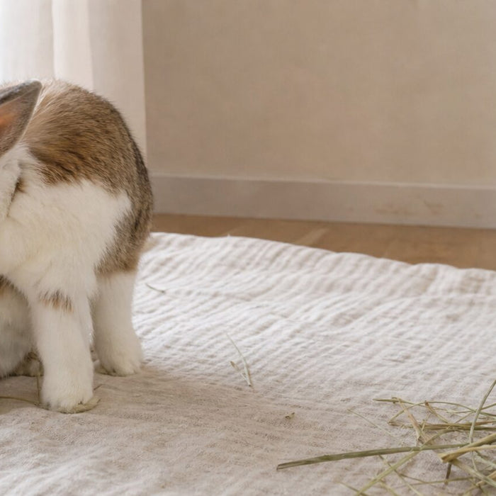 Do Rabbits Smell