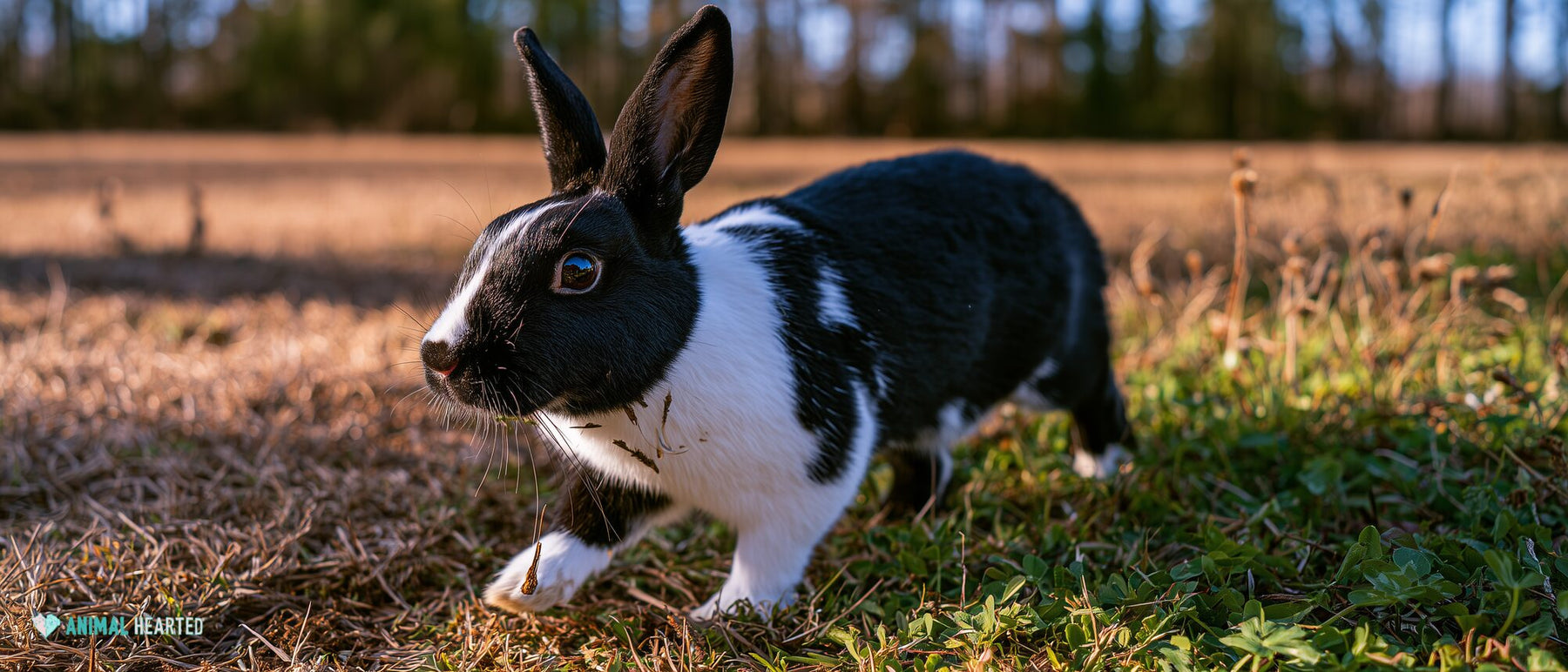 Black-and-white Dutch rabbit stepping through uneven meadow grass