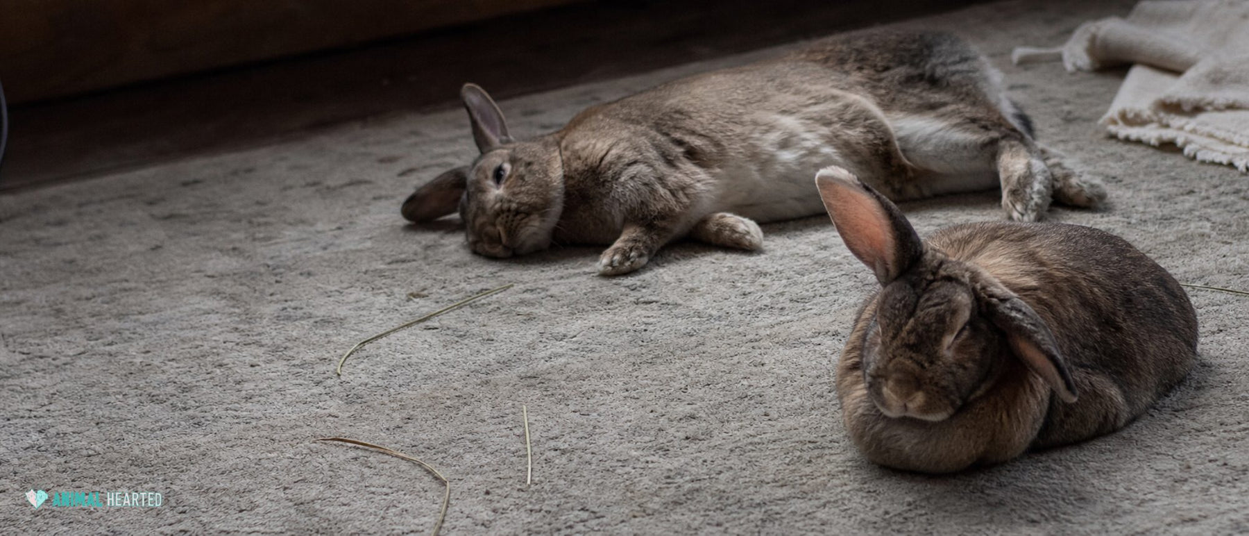 How Do Rabbits Sleep
