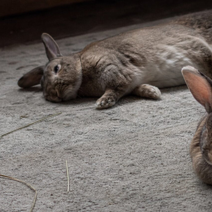 How Do Rabbits Sleep