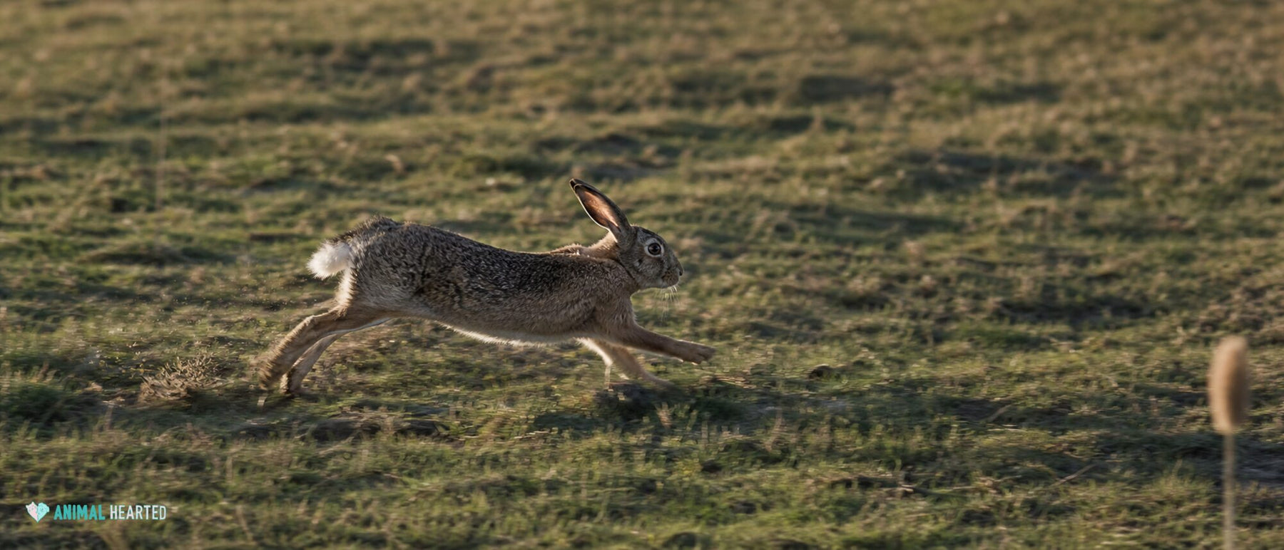 How Fast Can Rabbits Run