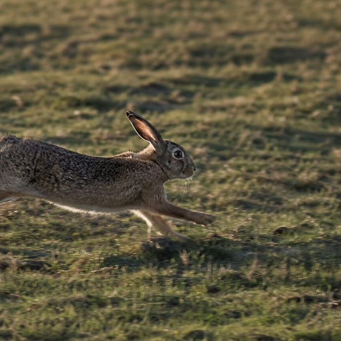 How Fast Can Rabbits Run