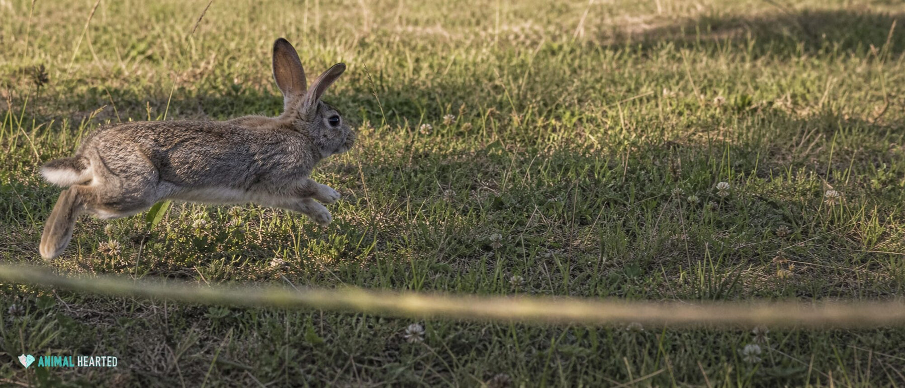 How High Can Rabbits Jump