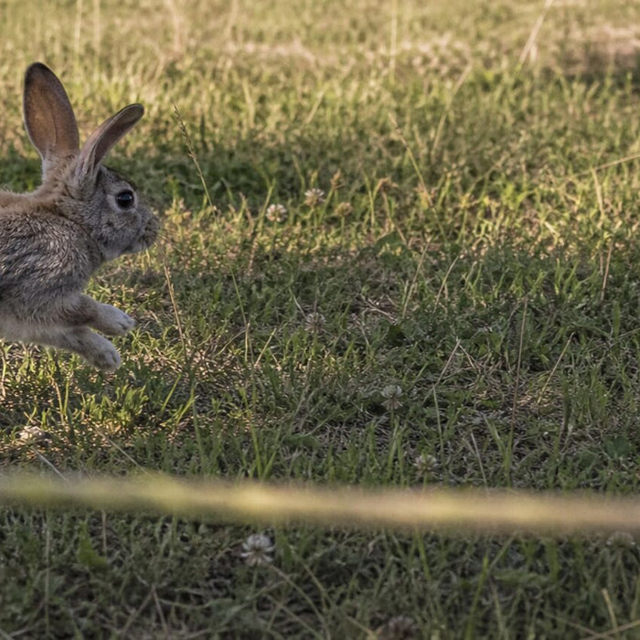 How High Can Rabbits Jump