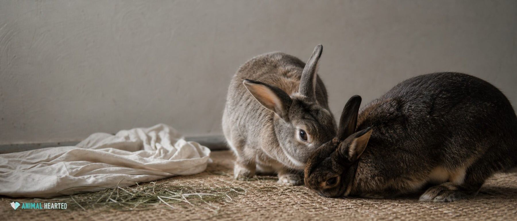 Rabbit Behavior and Body Language, Explained