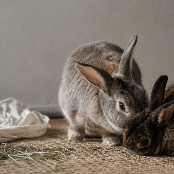 Rabbit Behavior and Body Language, Explained