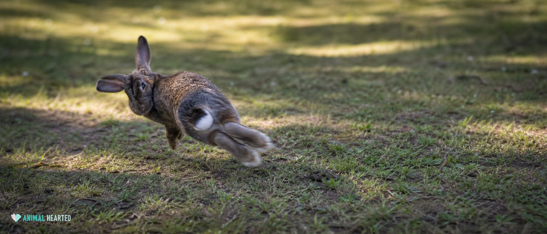 Rabbit Binky: What That Midair Twist Means