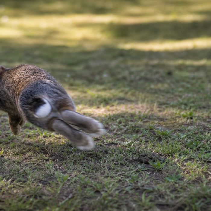 Rabbit Binky: What That Midair Twist Means