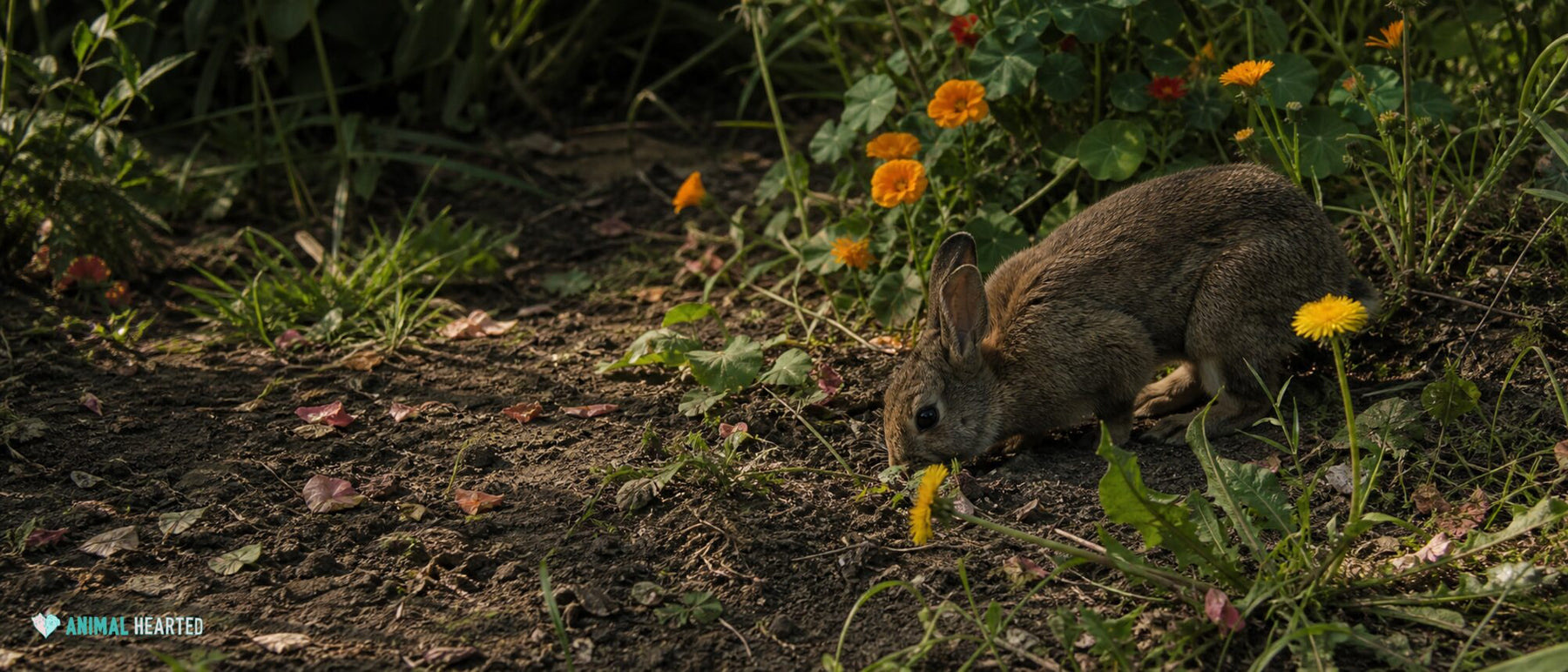 small domestic rabbit foraging among clearly recognizable Calendula officinalis