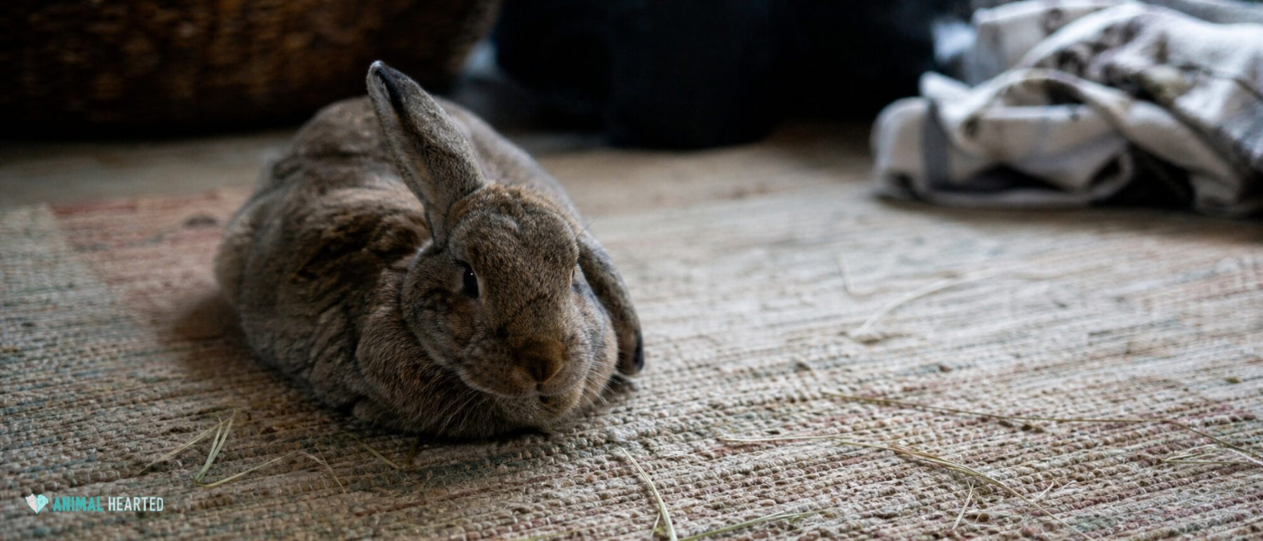Rabbit Teeth Grinding: Purr or Pain