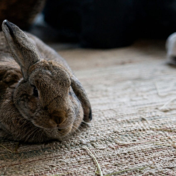 Rabbit Teeth Grinding: Purr or Pain