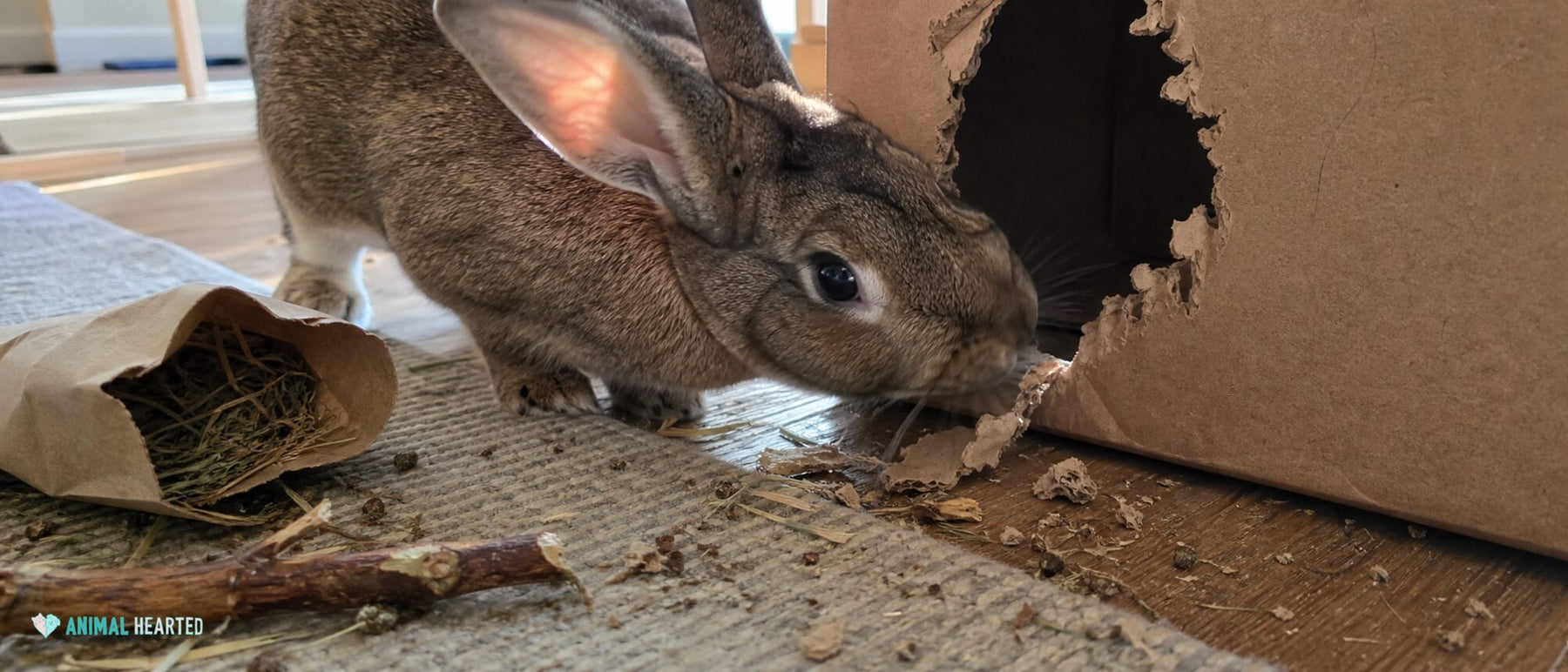A useful rabbit toy gives a normal behavior somewhere safe to go.
