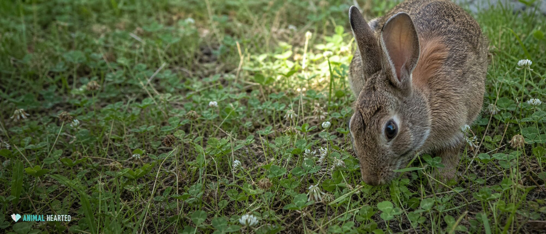 healthy domestic rabbit choosing fresh meadow grass in a wild patch of clover