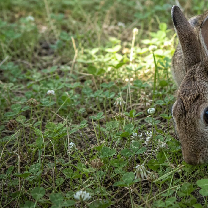 healthy domestic rabbit choosing fresh meadow grass in a wild patch of clover
