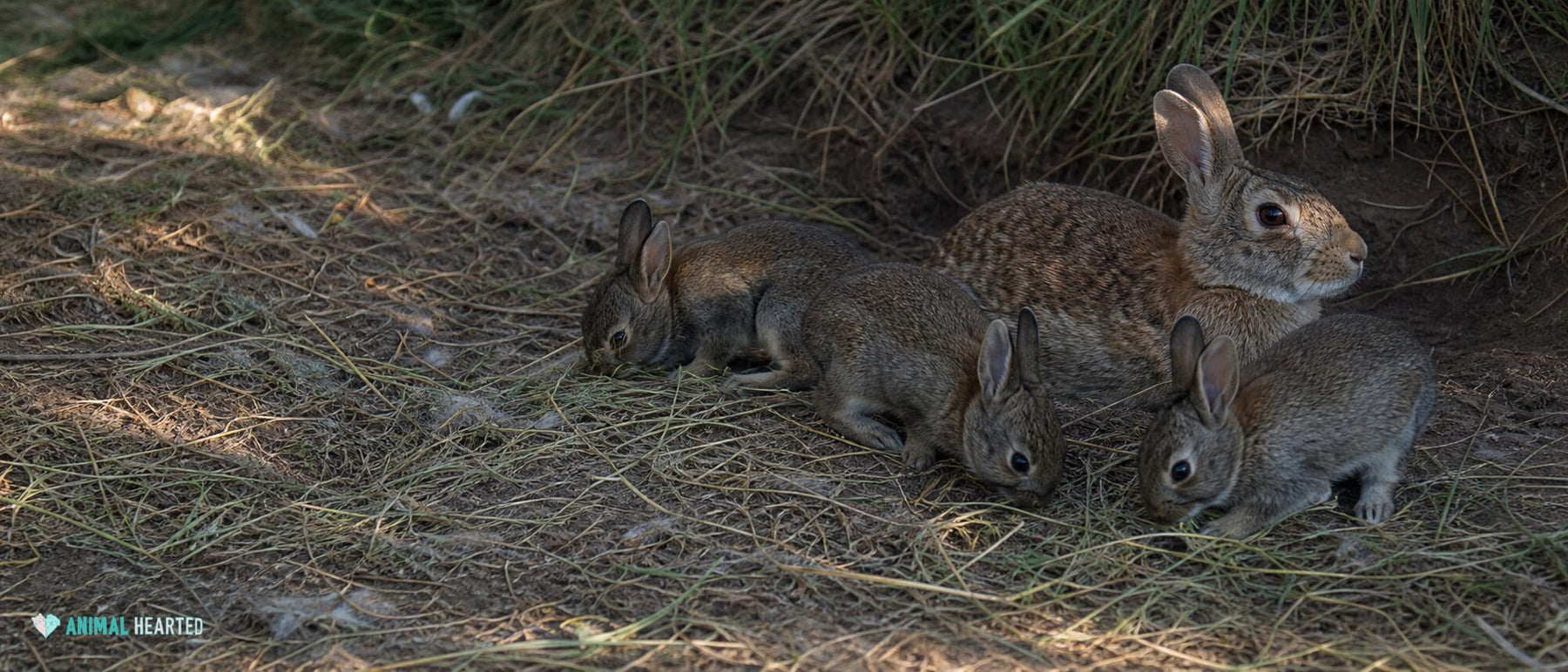 domestic doe resting with three alert weaned young rabbits at a grassy burrow edge