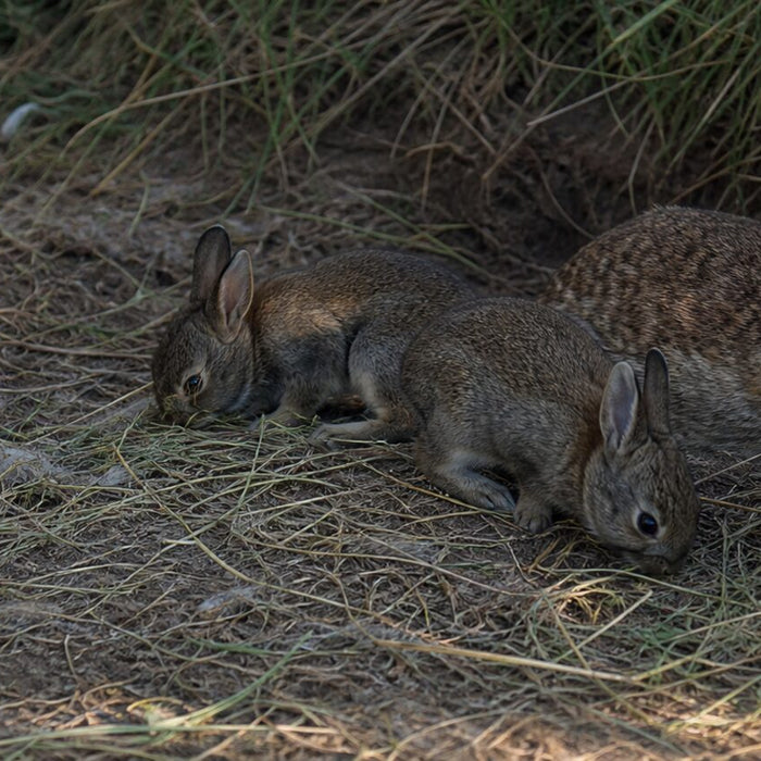 domestic doe resting with three alert weaned young rabbits at a grassy burrow edge