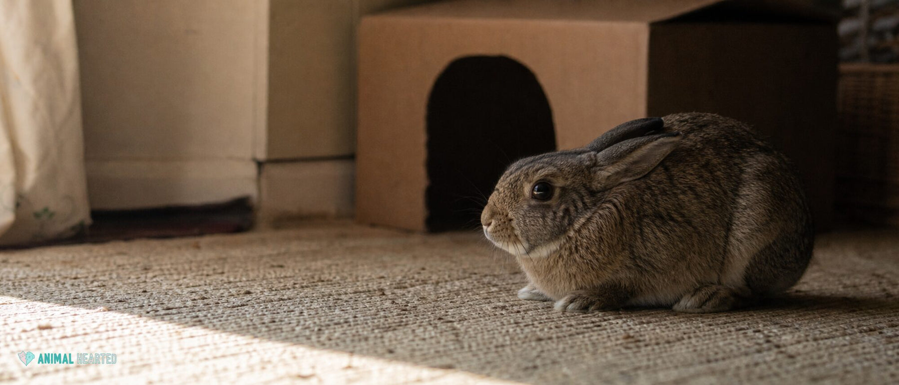 Why Do Rabbits Bite