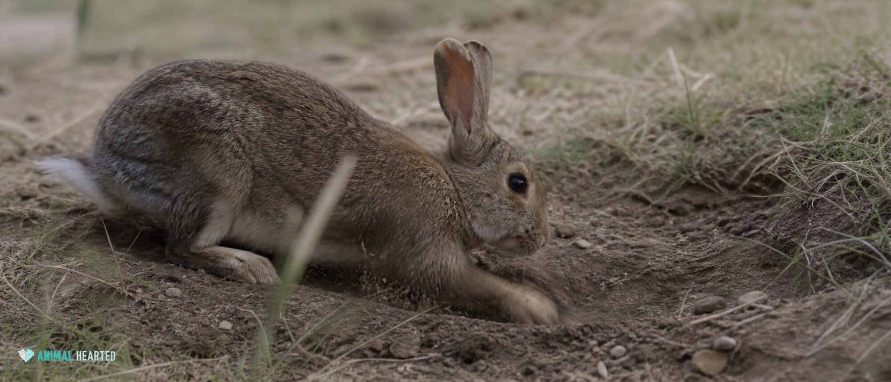 Why Do Rabbits Dig