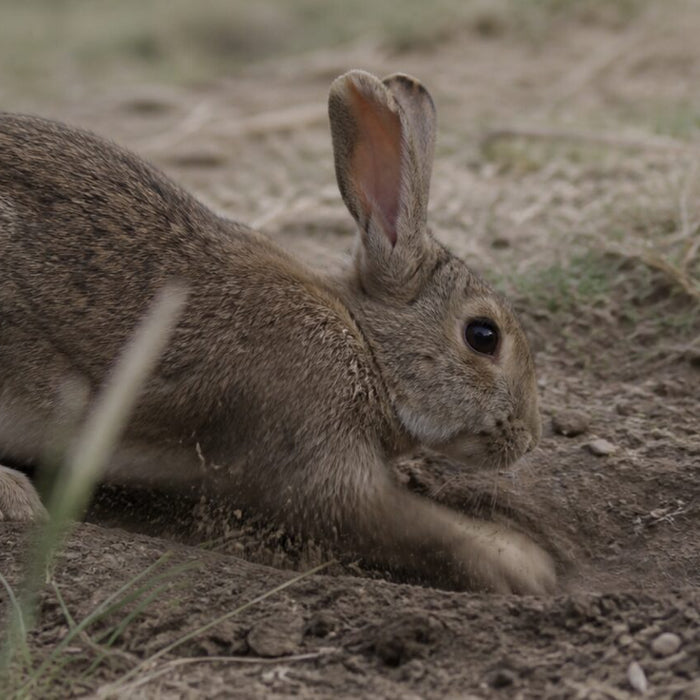 Why Do Rabbits Dig