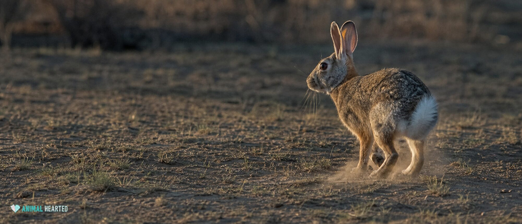 Why Do Rabbits Thump