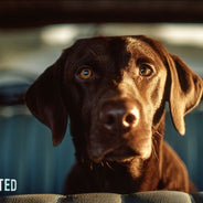 Worried chocolate lab sitting in the back seat of a vintage station wagon