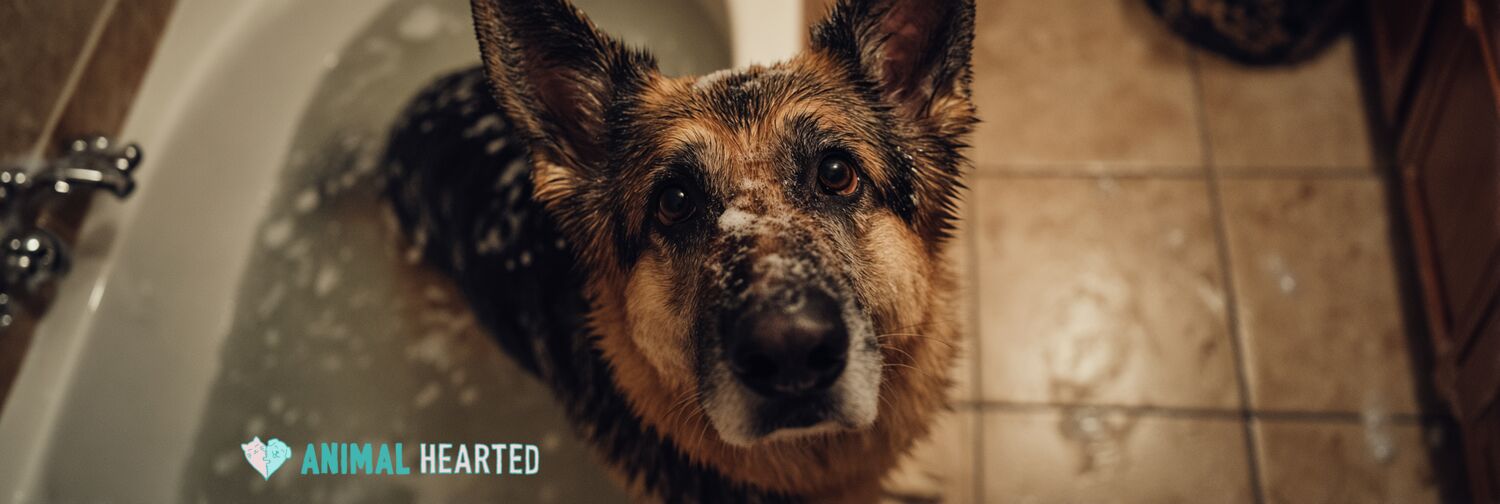 Wet German Shepherd standing in bathtub with sudsy lather